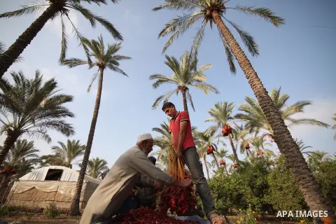 Palestinian farmers harvest dates from a palm tree in Khan Younis in the southern Gaza Strip October 4, 2015. Photo by Ashraf Amra