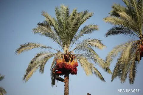 Palestinian farmers harvest dates from a palm tree in Khan Younis in the southern Gaza Strip October 4, 2015. Photo by Ashraf Amra