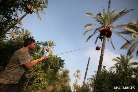 Palestinian farmers harvest dates from a palm tree in Khan Younis in the southern Gaza Strip October 4, 2015. Photo by Ashraf Amra