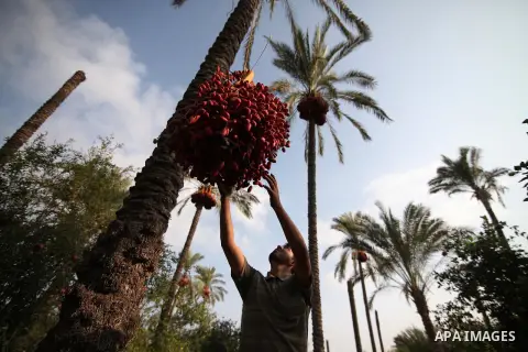 Palestinian farmers harvest dates from a palm tree in Khan Younis in the southern Gaza Strip October 4, 2015. Photo by Ashraf Amra