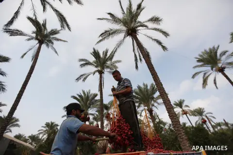 Palestinian farmers harvest dates from a palm tree in Khan Younis in the southern Gaza Strip October 4, 2015. Photo by Ashraf Amra
