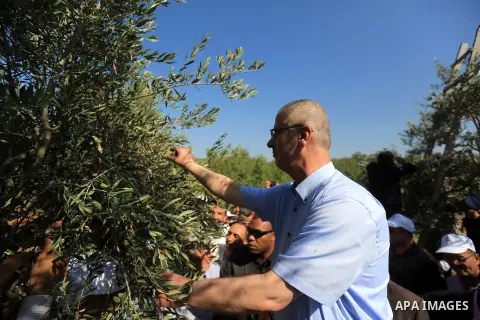 Palestinian Prime Minister Rami Hamdallah participates in olives a harvest in the West Bank town of Salfit, southern Nablus on Oct. 17, 2015. Photo by Prime Minister Office