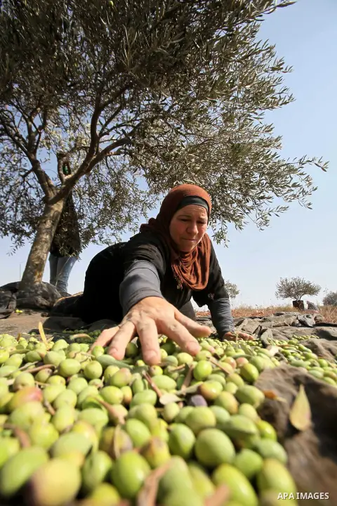 A Palestinian woman sorts olives during a harvest at a farm in the West Bank city of Nablus on Oct. 19, 2015. Photo by Nedal Eshtayah