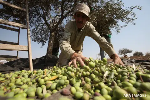 A Palestinian man sorts olives during a harvest at a farm in the West Bank city of Nablus on Oct. 19, 2015. Photo by Nedal Eshtayah