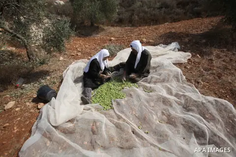 Palestinian women sort olives during a harvest at a farm in the West Bank city of Nablus on Oct. 19, 2015. Photo by Nedal Eshtayah
