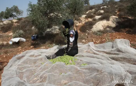 A Palestinian woman sorts olives during a harvest at a farm in the West Bank city of Nablus on Oct. 19, 2015. Photo by Nedal Eshtayah