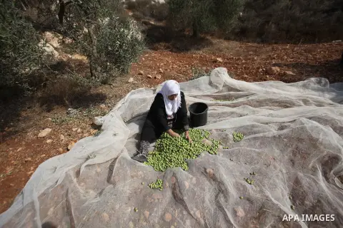 A Palestinian woman sorts olives during a harvest at a farm in the West Bank city of Nablus on Oct. 19, 2015. Photo by Nedal Eshtayah