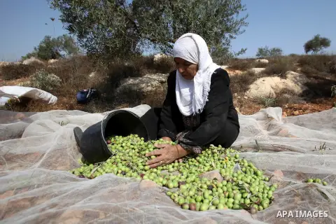 A Palestinian woman sorts olives during a harvest at a farm in the West Bank city of Nablus on Oct. 19, 2015. Photo by Nedal Eshtayah