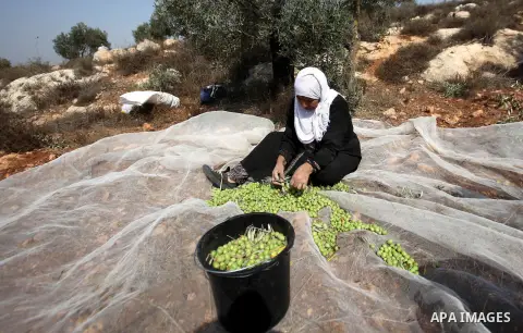 A Palestinian woman sorts olives during a harvest at a farm in the West Bank city of Nablus on Oct. 19, 2015. Photo by Nedal Eshtayah