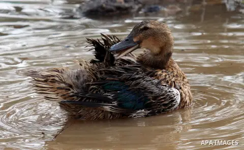 Ducks swiming through the rainwater during a winter storm, in the West bank city of Nablus, on january 27, 2016. Photo by Nedal Eshtayah