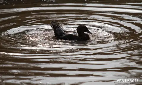 Ducks swiming through the rainwater during a winter storm, in the West bank city of Nablus, on january 27, 2016. Photo by Nedal Eshtayah