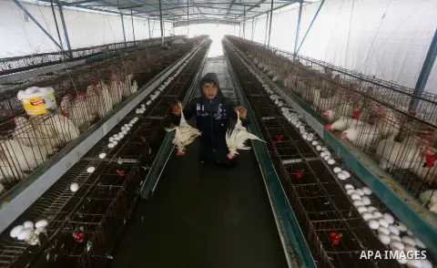 A Palestinian man removes dead chickens after rain waters flooded a farm during a winter storm in Rafah in the southern Gaza Strip January 27, 2016. Photo by Yasser Qudih