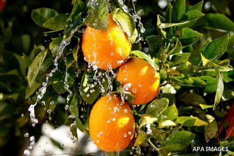 This picture taken on January 28, 2016 shows Orange fruit trees, in the West bank city of Hebron. Photo by Wisam Hashlamoun