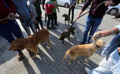 Palestinians show their dogs during the first dog show organized by local dog breeders, in Gaza City February 5, 2016. Following announcements over social media for dog owners to take part, more than thirty different bre...