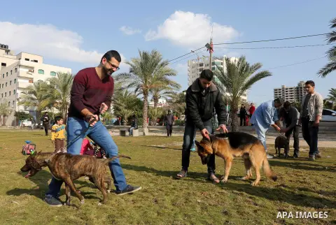Palestinians show their dogs during the first dog show organized by local dog breeders, in Gaza City February 5, 2016. Following announcements over social media for dog owners to take part, more than thirty different bre...