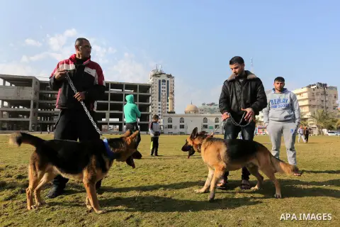 Palestinians show their dogs during the first dog show organized by local dog breeders, in Gaza City February 5, 2016. Following announcements over social media for dog owners to take part, more than thirty different bre...