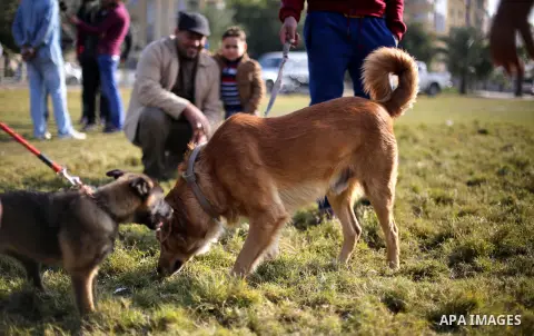 Palestinians show their dogs during the first dog show organized by local dog breeders, in Gaza City February 5, 2016. Following announcements over social media for dog owners to take part, more than thirty different bre...