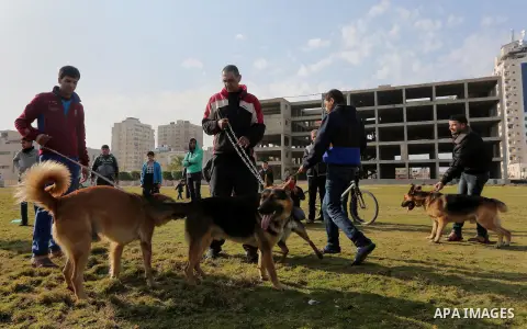 Palestinians show their dogs during the first dog show organized by local dog breeders, in Gaza City February 5, 2016. Following announcements over social media for dog owners to take part, more than thirty different bre...