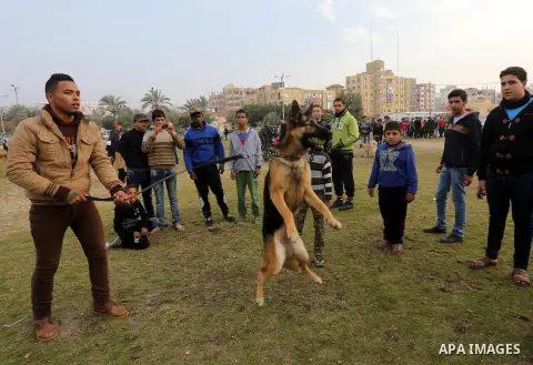 Palestinians show their dogs during the first dog show organized by local dog breeders, in Gaza City February 5, 2016. Following announcements over social media for dog owners to take part, more than thirty different bre...