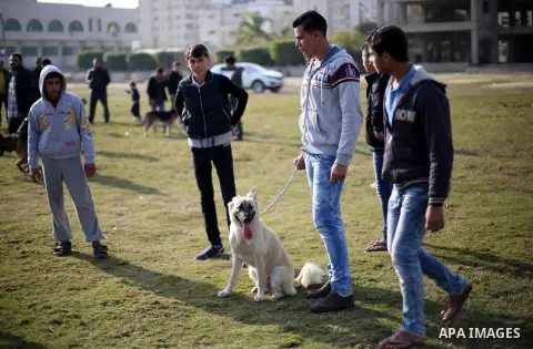 Palestinians show their dogs during the first dog show organized by local dog breeders, in Gaza City February 5, 2016. Following announcements over social media for dog owners to take part, more than thirty different bre...