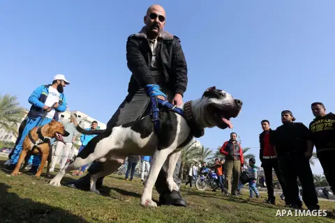 Palestinians show their dogs during the first dog show organized by local dog breeders, in Gaza City February 5, 2016. Following announcements over social media for dog owners to take part, more than thirty different bre...