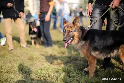 Palestinians show their dogs during the first dog show organized by local dog breeders, in Gaza City February 5, 2016. Following announcements over social media for dog owners to take part, more than thirty different bre...