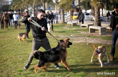 Palestinians show their dogs during the first dog show organized by local dog breeders, in Gaza City February 5, 2016. Following announcements over social media for dog owners to take part, more than thirty different bre...