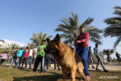 Palestinians show their dogs during the first dog show organized by local dog breeders, in Gaza City February 5, 2016. Following announcements over social media for dog owners to take part, more than thirty different bre...