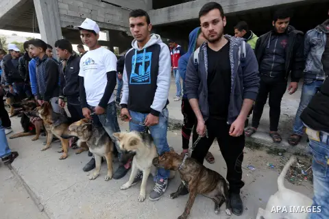 Palestinians show their dogs during the first dog show organized by local dog breeders, in Gaza City February 5, 2016. Following announcements over social media for dog owners to take part, more than thirty different bre...