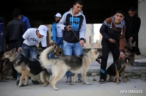 Palestinians show their dogs during the first dog show organized by local dog breeders, in Gaza City February 5, 2016. Following announcements over social media for dog owners to take part, more than thirty different bre...
