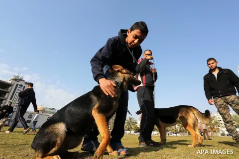 Palestinians show their dogs during the first dog show organized by local dog breeders, in Gaza City February 5, 2016. Following announcements over social media for dog owners to take part, more than thirty different bre...