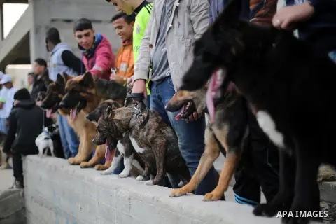 Palestinians show their dogs during the first dog show organized by local dog breeders, in Gaza City February 5, 2016. Following announcements over social media for dog owners to take part, more than thirty different bre...