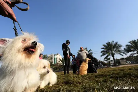 Palestinians show their dogs during the first dog show organized by local dog breeders, in Gaza City February 5, 2016. Following announcements over social media for dog owners to take part, more than thirty different bre...