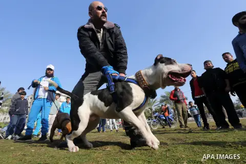 Palestinians show their dogs during the first dog show organized by local dog breeders, in Gaza City February 5, 2016. Following announcements over social media for dog owners to take part, more than thirty different bre...