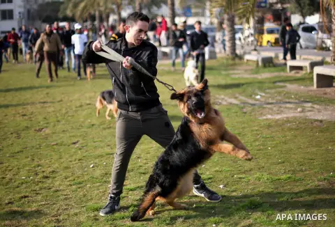 Palestinians show their dogs during the first dog show organized by local dog breeders, in Gaza City February 5, 2016. Following announcements over social media for dog owners to take part, more than thirty different bre...