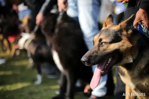 Palestinians show their dogs during the first dog show organized by local dog breeders, in Gaza City February 5, 2016. Following announcements over social media for dog owners to take part, more than thirty different bre...
