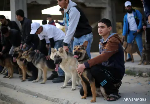 Palestinians show their dogs during the first dog show organized by local dog breeders, in Gaza City February 5, 2016. Following announcements over social media for dog owners to take part, more than thirty different bre...