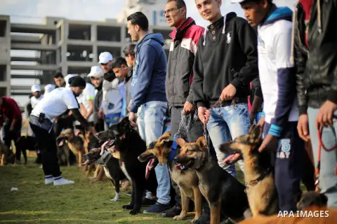 Palestinians show their dogs during the first dog show organized by local dog breeders, in Gaza City February 5, 2016. Following announcements over social media for dog owners to take part, more than thirty different bre...