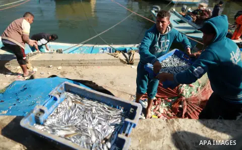 Palestinian fishermen collect fish from their nets at Gaza's seaport of Gaza City, on March 5, 2016. Photo by Yasser Qudih