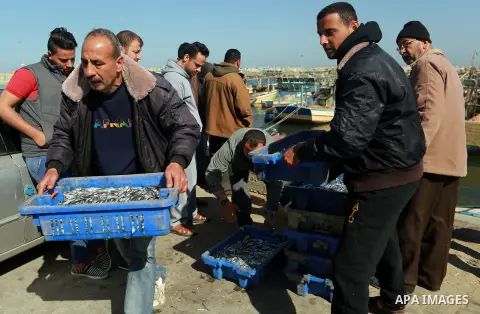 Palestinian fishermen collect fish from their nets at Gaza's seaport of Gaza City, on March 5, 2016. Photo by Yasser Qudih
