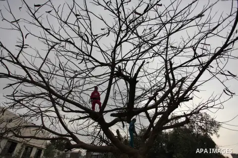 Palestinian girls climb up a tree during the funeral of Israa Abu Khussa, 6, on March 12, 2016 in Beit Lahiya in the north of the Gaza strip. Israeli planes struck the bases of the Hamas group's military wing, the Ezzedi...