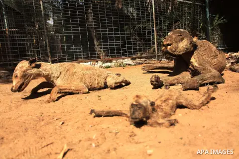 Stuffed animals, that died during the 2014 war, are on display at a zoo, in Khan Younis in the southern Gaza Strip March 14, 2016. Photo by Ashraf Amra