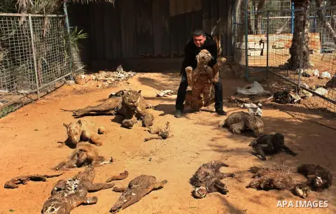 Palestinian Mohammad Oweida, a zoo owner, shows stuffed animals that died during the 2014 war, in Khan Younis in the southern Gaza Strip March 14, 2016. Photo by Ashraf Amra