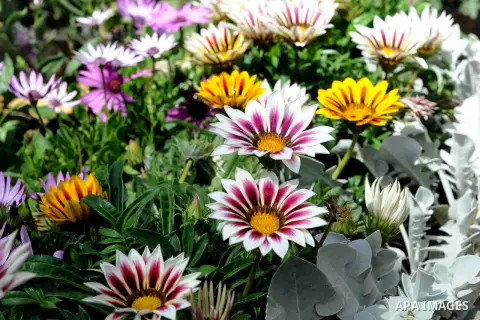 A general view shows the spring flower exhibition at Orman Botanical Garden in Giza, Egypt, on March 19, 2016. Photo by Amr Sayed