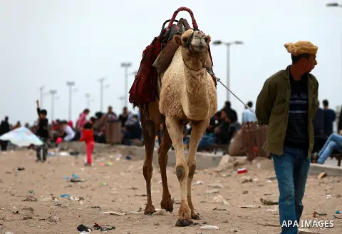 A Palestinian man leads a camel at the beach of the Mediterranean sea on the coast of Gaza city, on March 25, 2016. Photo by Yasser Qudih