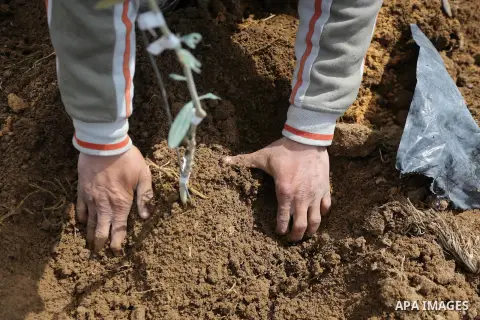 Palestinians plant olive trees during a march to mark Land Day in Gaza, on March 29, 2016. The annual demonstrations mark the deaths of six Arab Israeli protesters at the hands of Israeli police and troops during mass pr...