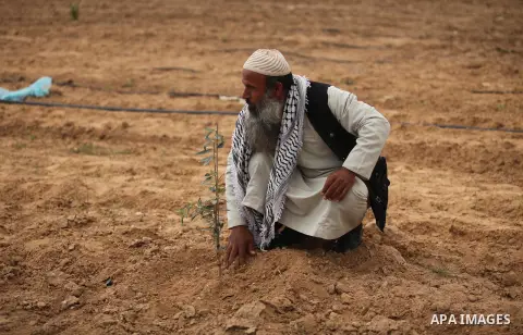 A Palestinian man plants olive trees during a rally marking Land Day, near the Israeli border with central Gaza Strip March 30, 2016. March 30 marks Land Day, the annual commemorations of the killing by police of six Ara...