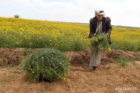 Palestinian farmer Abed al-Hady Qudeih, 87, works on his field in the village of Khuzaa, east of Khan Yunis, in the southern Gaza Strip, on March 30, 2016, as Palestinians mark Land Day. March 30 marks Land Day, the annu...