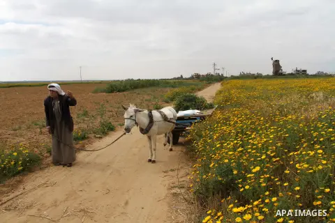 Palestinian farmer Abed al-Hady Qudeih, 87, works on his field in the village of Khuzaa, east of Khan Yunis, in the southern Gaza Strip, on March 30, 2016, as Palestinians mark Land Day. March 30 marks Land Day, the annu...