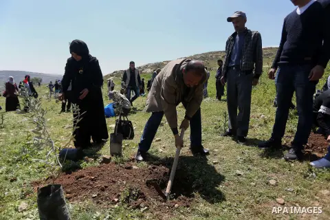 Palestinian volunteers plant olive trees, bearing the names of Palestinians who were killed amid a wave of violence that erupted in October, in the mountains near the Palestinian town of al-Bireh on the outskirts of Rama...